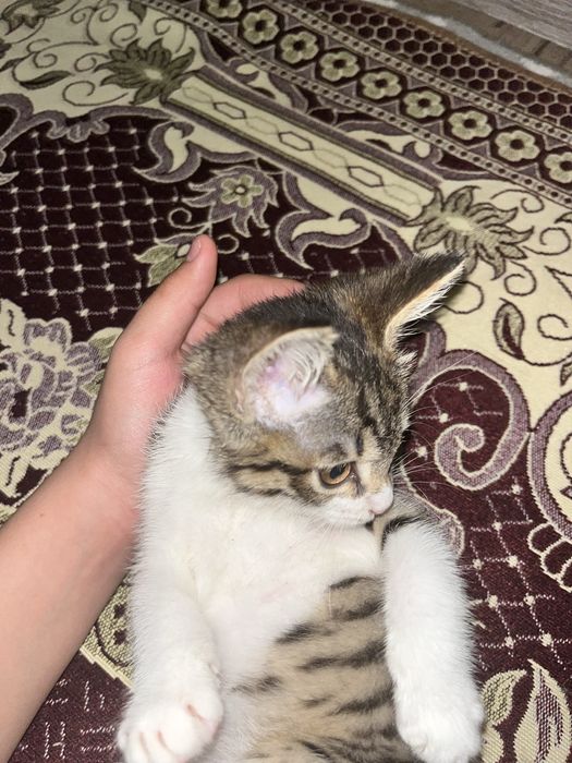 Кошка бесплатно