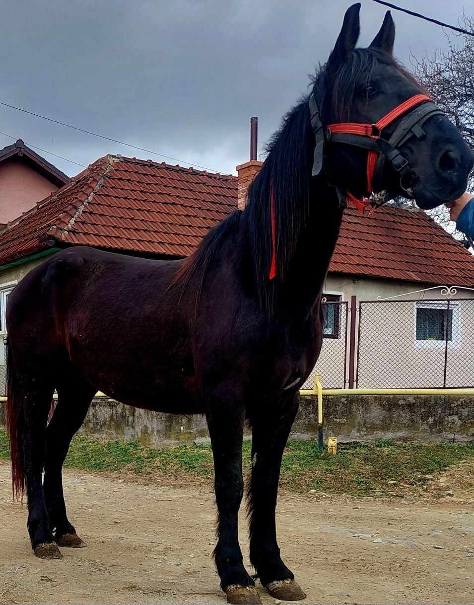 Vând sau schimb Iapă de 5 ani