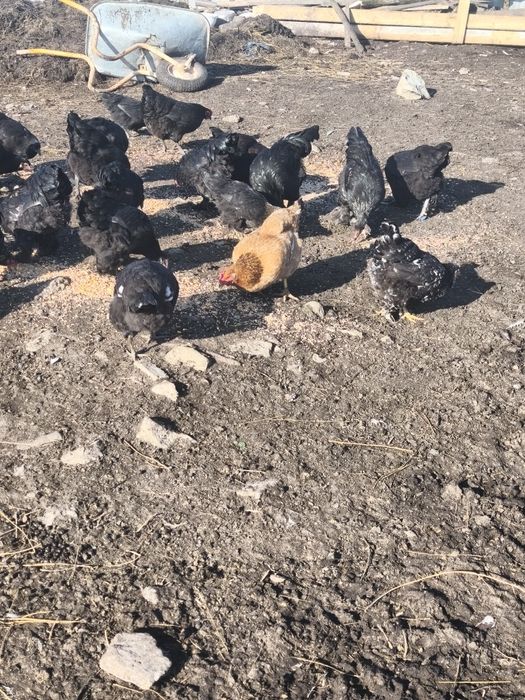 Vând puicuțe foarte frumoase