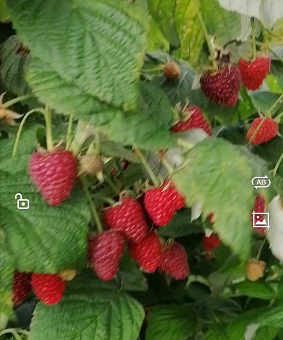 Vând drajoni de zmeur din soiul Polka