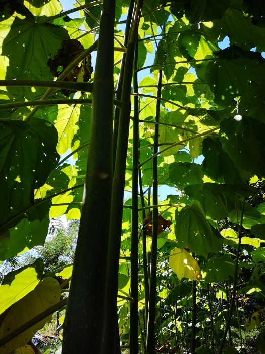 Пауловния Томентоса и Шан Тонг - двугодишни фиданки.