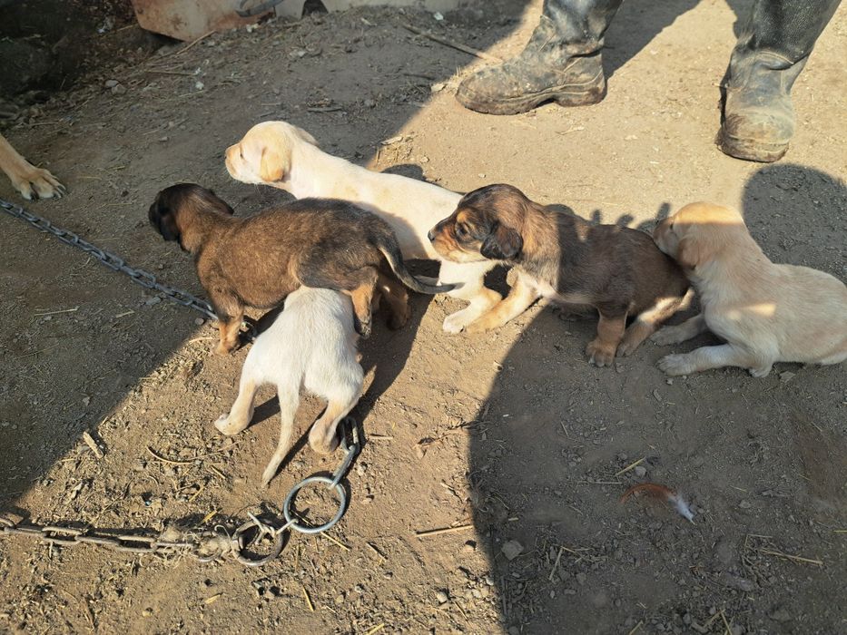 Тазы күшіктер щенки таз