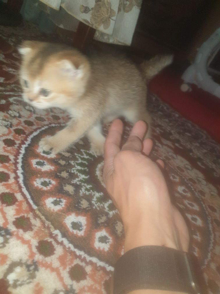 Kowki zotli muwuv bolasi