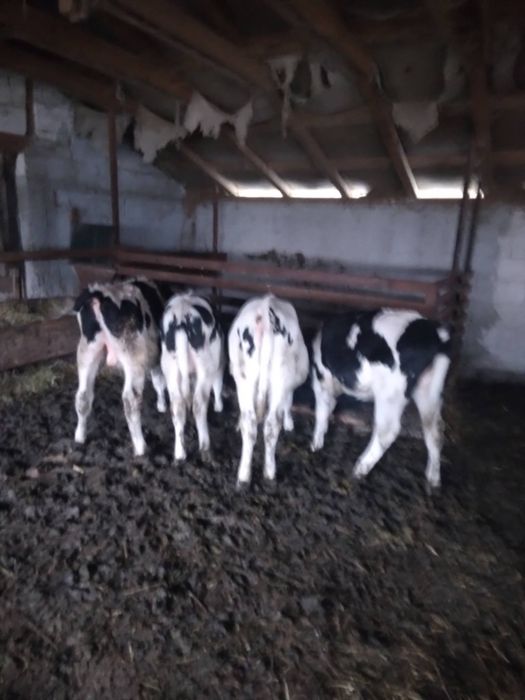 Vand 4 vitei relatii la nr de telefon