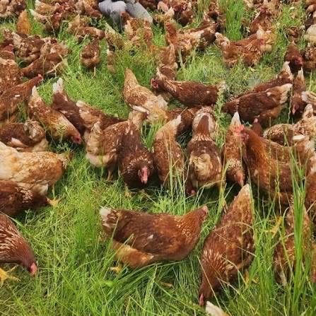 Домашни кокошки за яйца