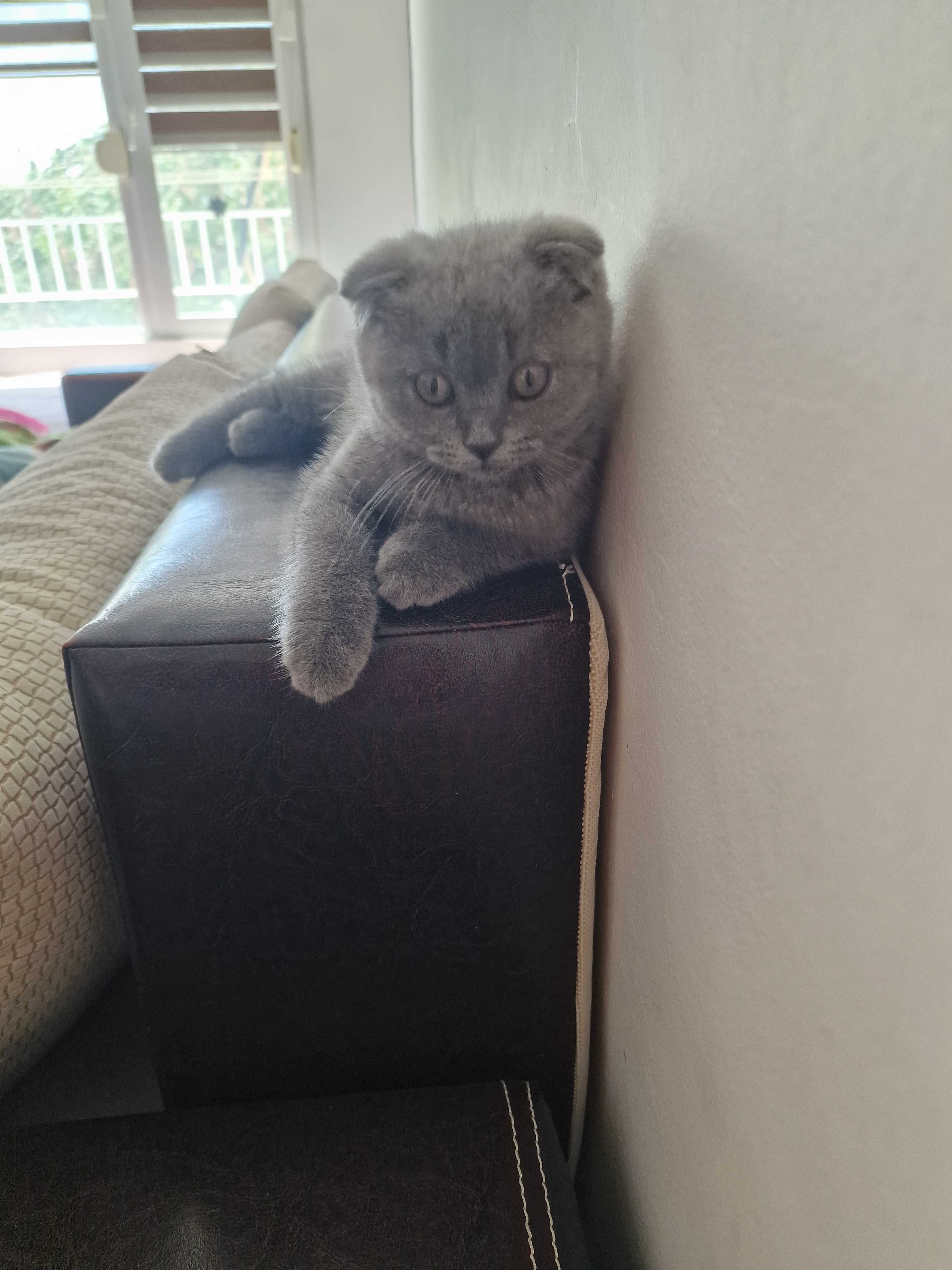 Котка британска клепоуха