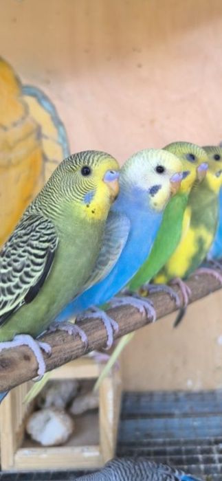 Попугай домашний