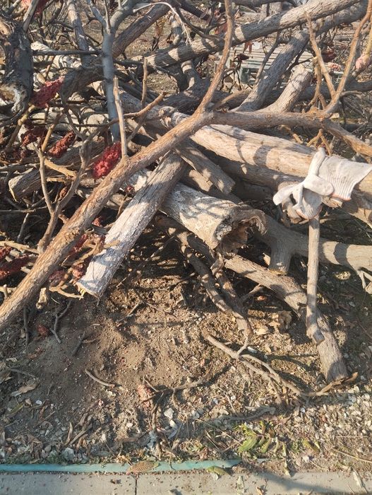 Отдам дрова бесплатно