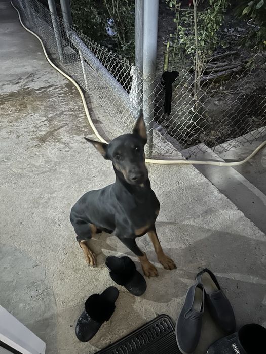 Продаётся самец ( доберман). Сотилади