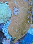 Berghia nudibranch за премахване на Aiptasia