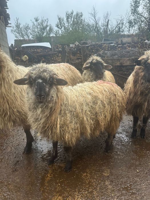 Vand un noatin si 3 mielute