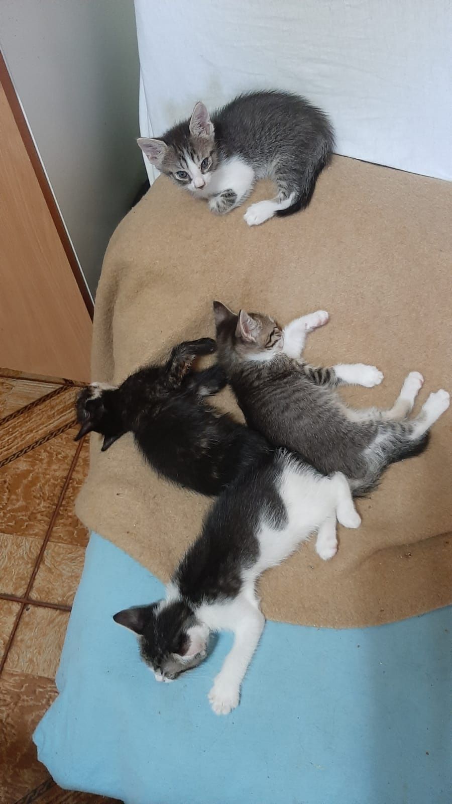 Pui de pisică drăgălași și jucăuși