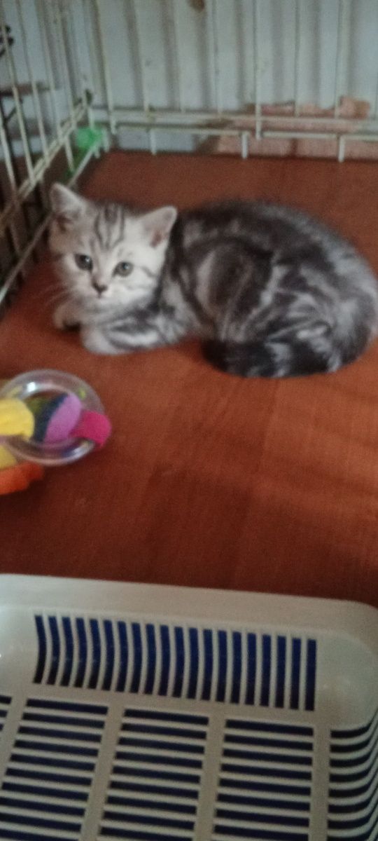 Продам шотладскую прямоухую кошечку .