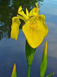 Vînd  sau schimb cu plante iaz rizomi de iris galben de balta