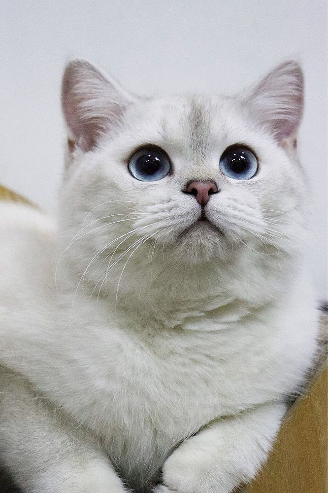 Продаётся котёнок Саймон 8 месяца