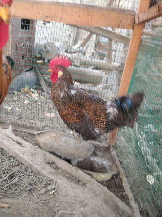 Xoʻroz 598 000 ming (2 tasi birda)