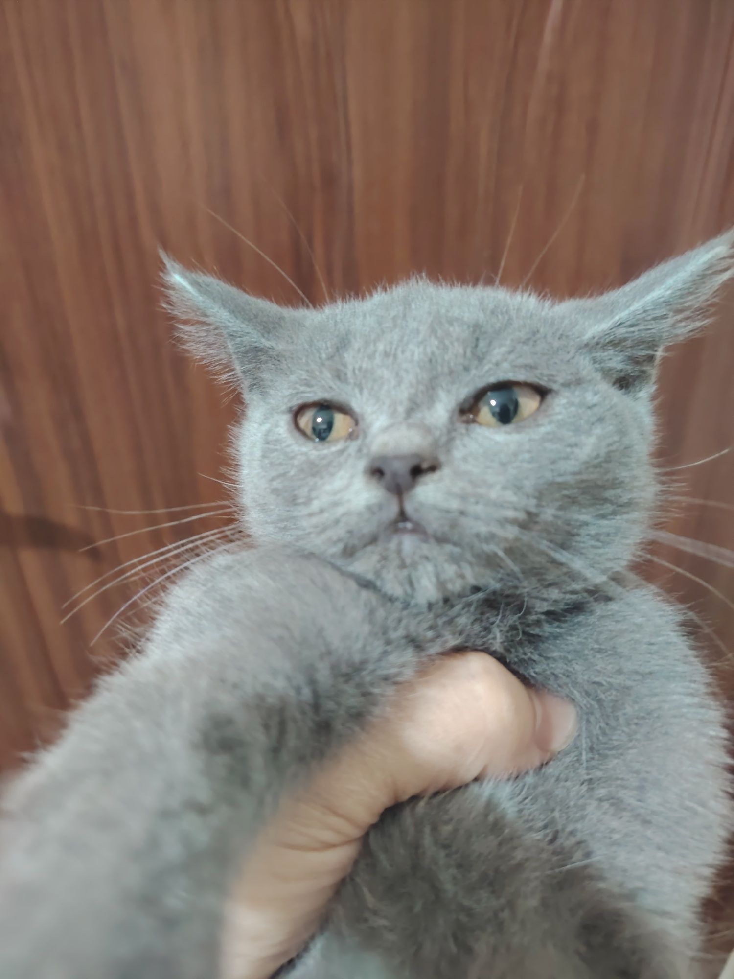 Скоттиш с рай сотилади