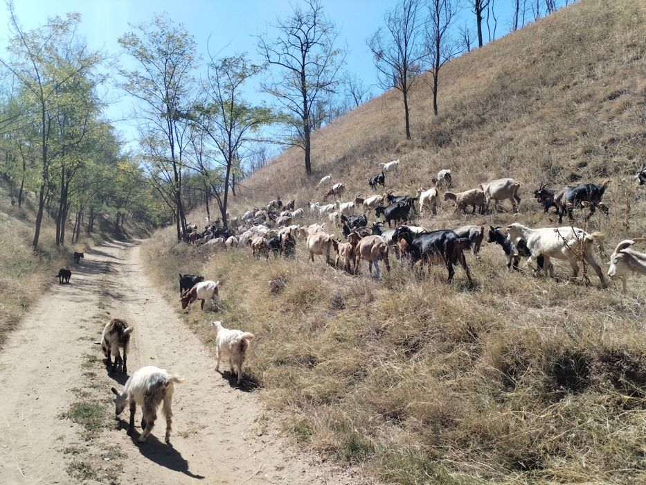 Vând capre,iezi și țapi