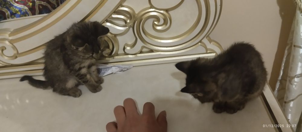 2 ta mushuk bepul beriladi ozoda uy mushuklari