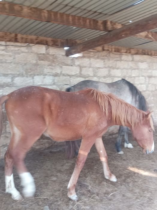 Семіз құнан сатылады