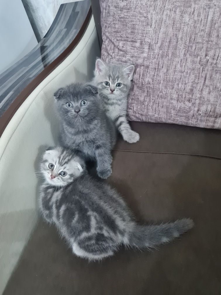 Котята шотландские