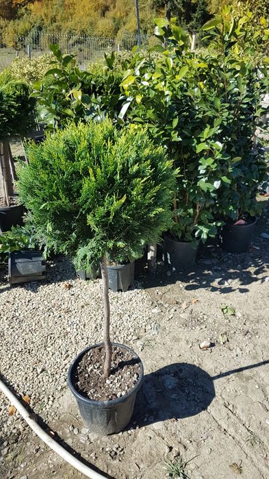 Plante ornamentale diferite specii și înălțimi