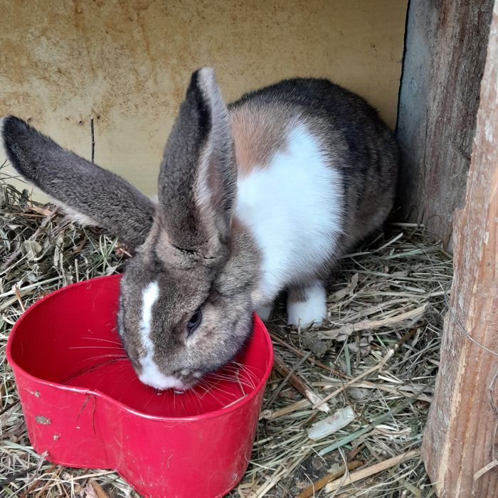 Iepurași pitici  Cap de leu