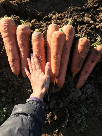 Морковь продам