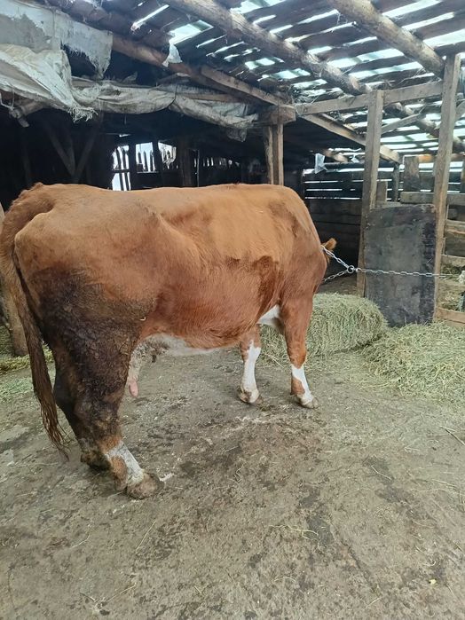 Vând vaci bălțată romaneasca