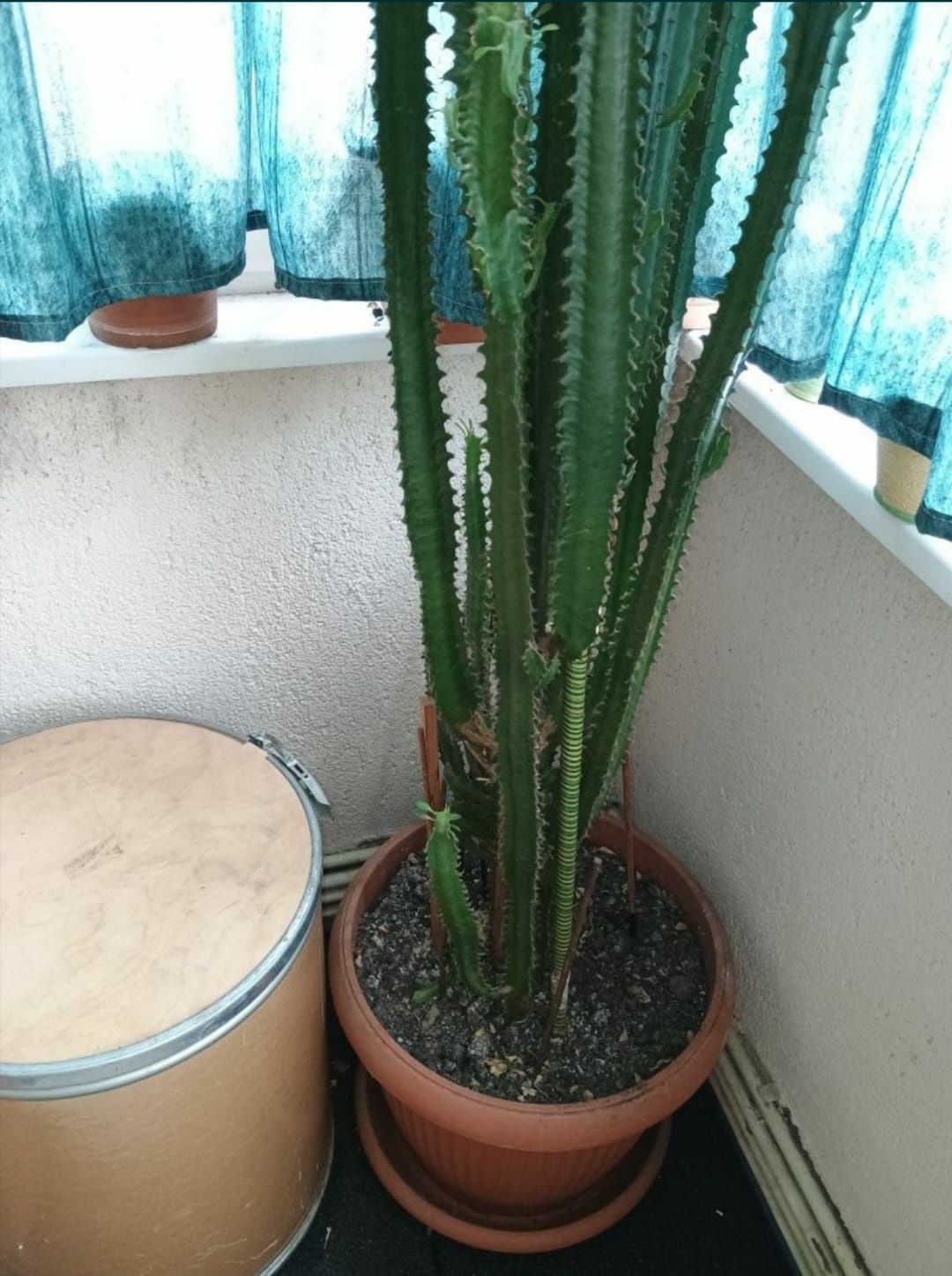Cactus Euphorbia