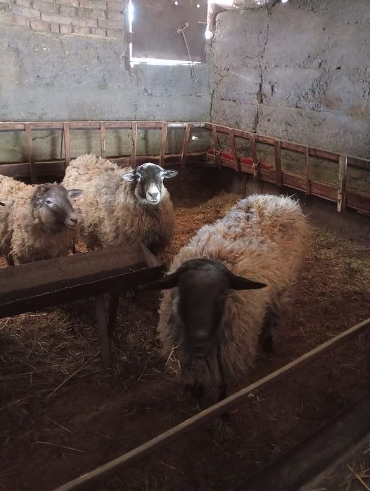 Продаётся кашкар,Романовская порода,100.000т,торг возможен