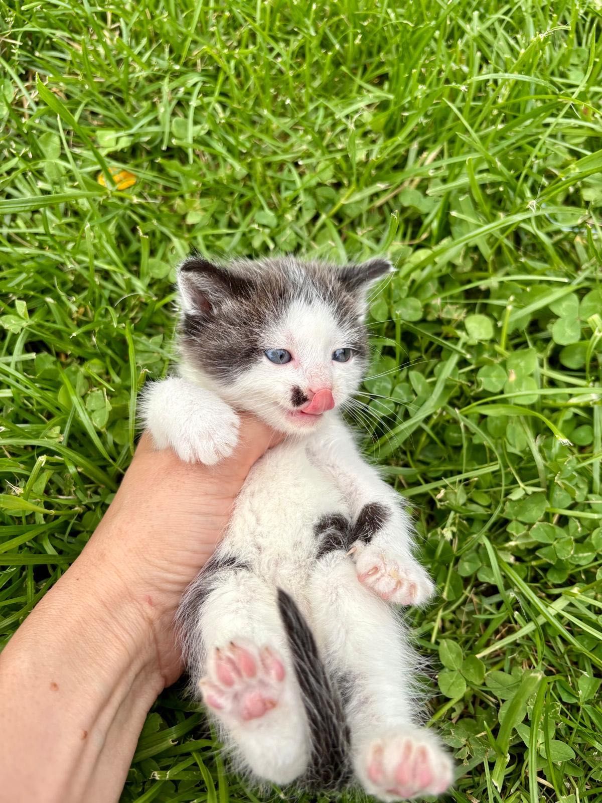 Ofer spre adopție 2 pisicuțe