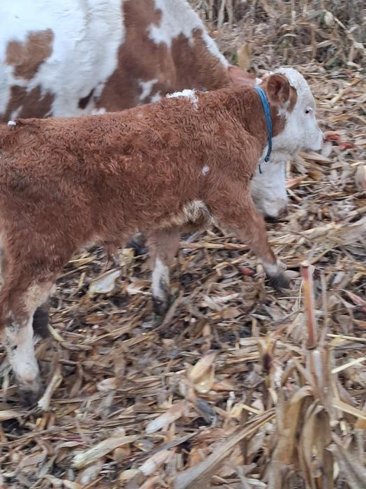 Vând 2 tăurași de 2 luni de pus la vaca semi înțărcați 3700lei bucata