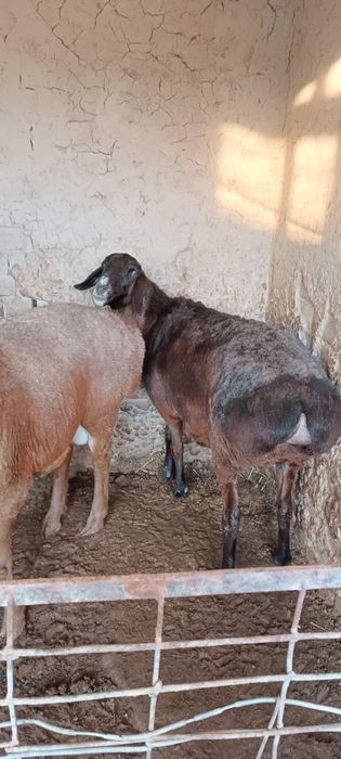 Sovliq qoʻy sotiladi