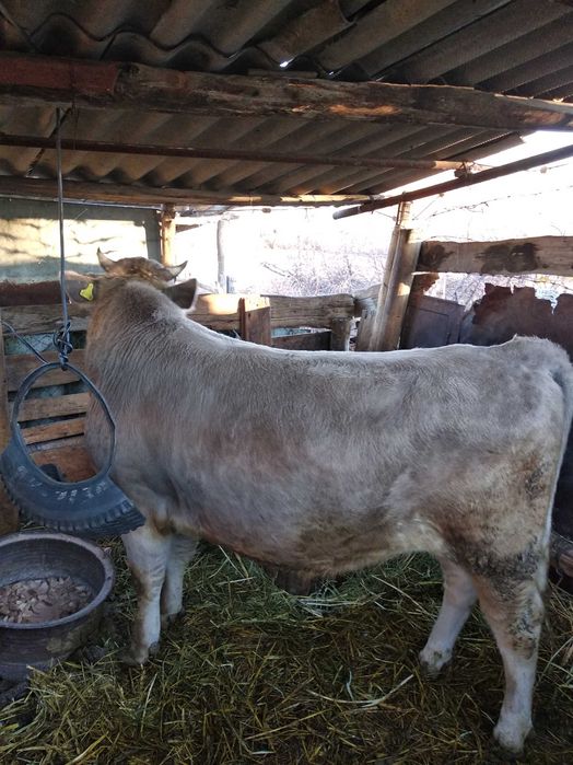 Продам быка , . !