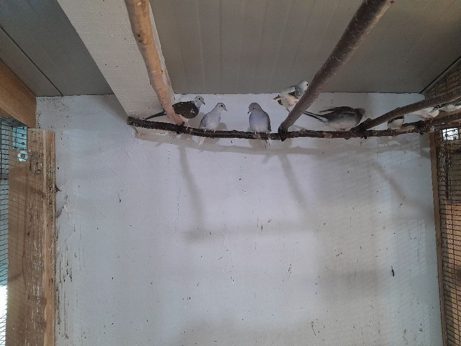 Диамантени гугутки