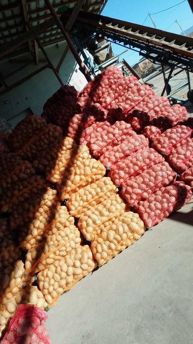 Cartofi consum Carrera Bellarosa Red Fantasy Ultra, Samanta import