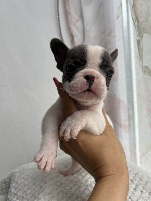 Bulldog francez