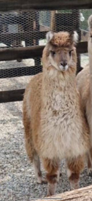 De Vanzare Pereche Alpaca 2 Ani