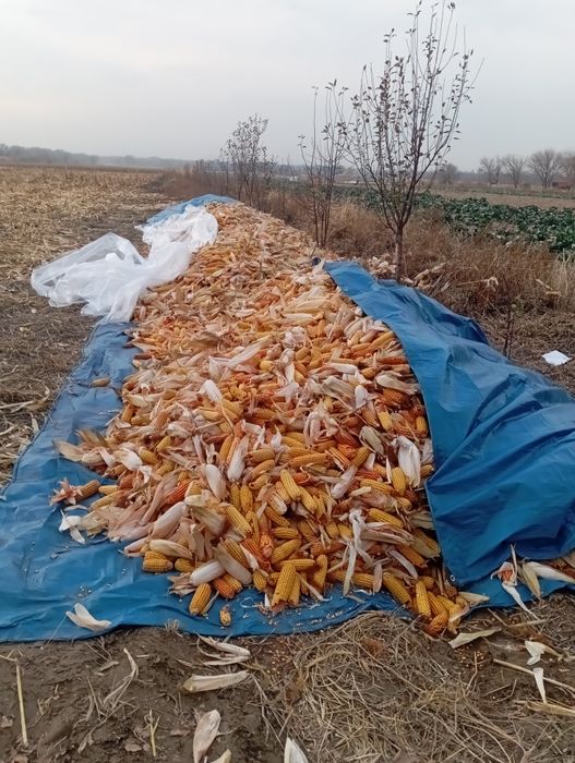 Кукуруз. Кармавой