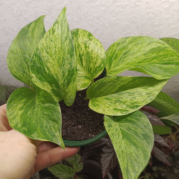 Комнатные растения