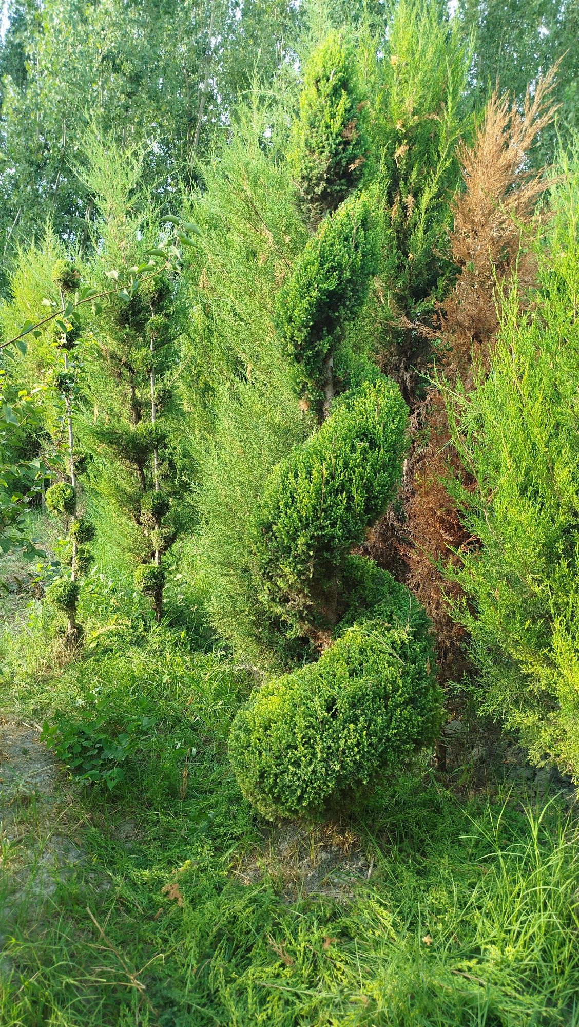 Archa kesish xizmati