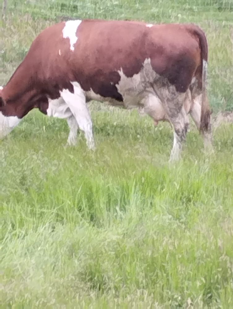 Vand vaca si vitei