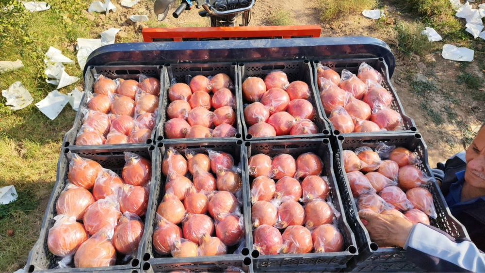 Sherabod anori, Щербацкий гранаты