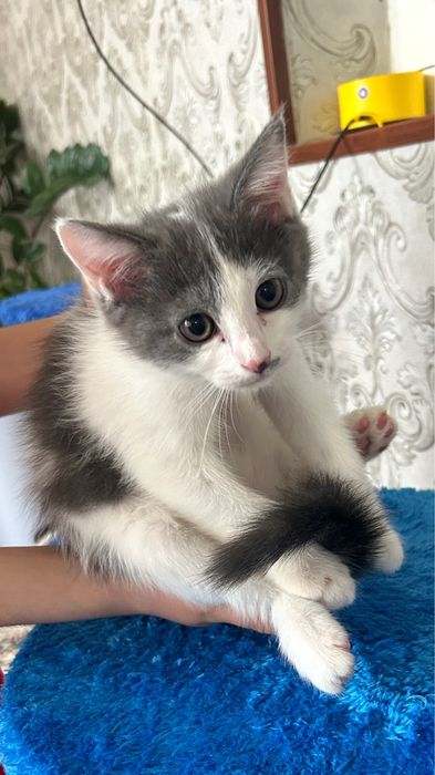 Котята, (скоттиш фолд), ( мальчик), 900.000