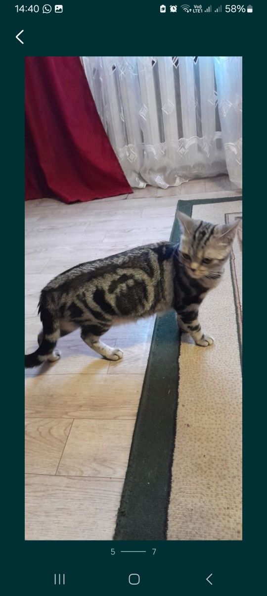 Котята Британские