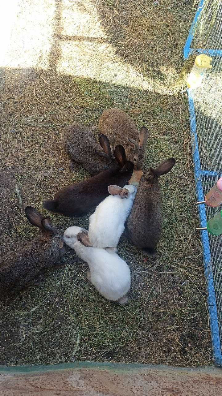 Кролики Чирчик( пол года)