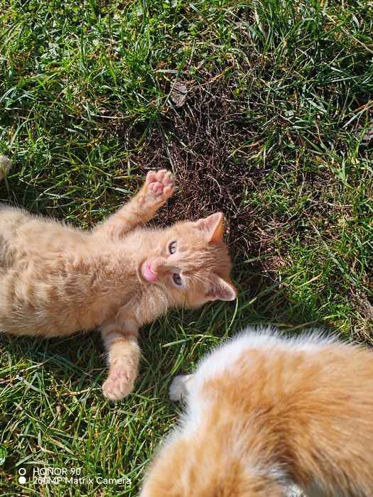 Pisoi pentru adopție!