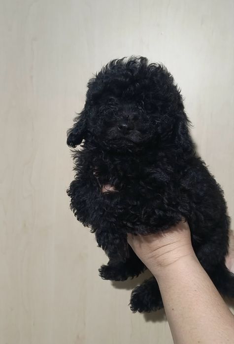 Той пудел Toy poodle -момчета