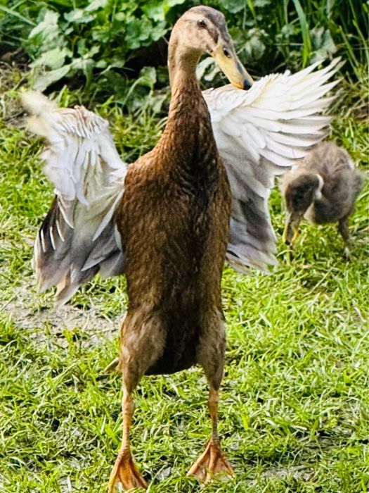 Vand rate alergatoare indiene asiatice pret redus